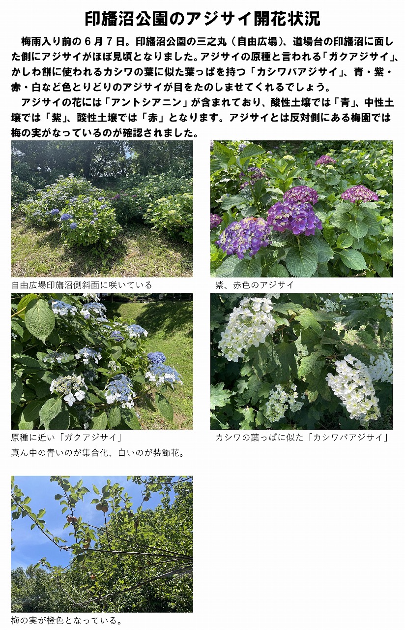 千葉県立印旛沼公園