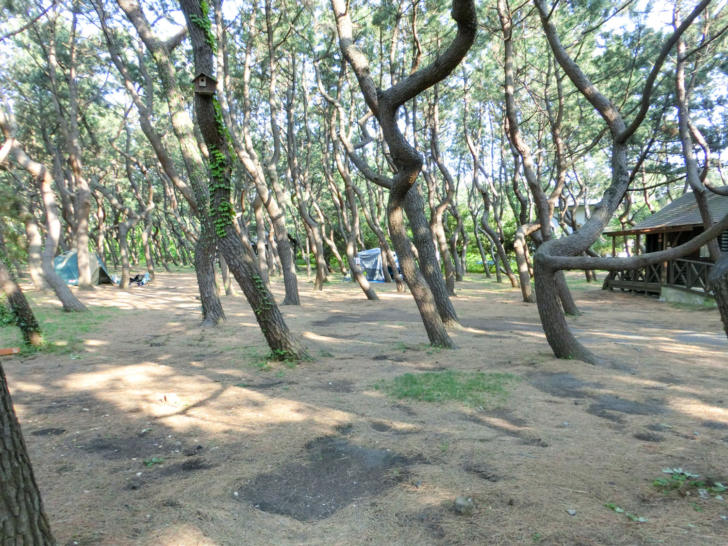 ちがさき柳島キャンプ場