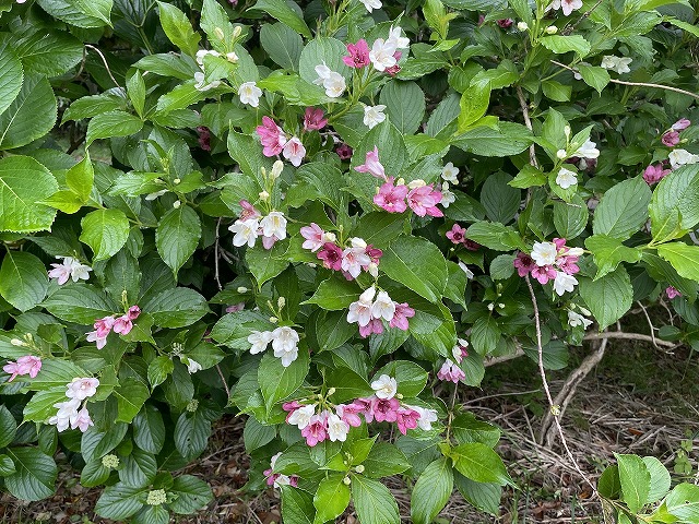 興津港海浜公園