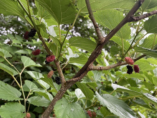 興津港海浜公園